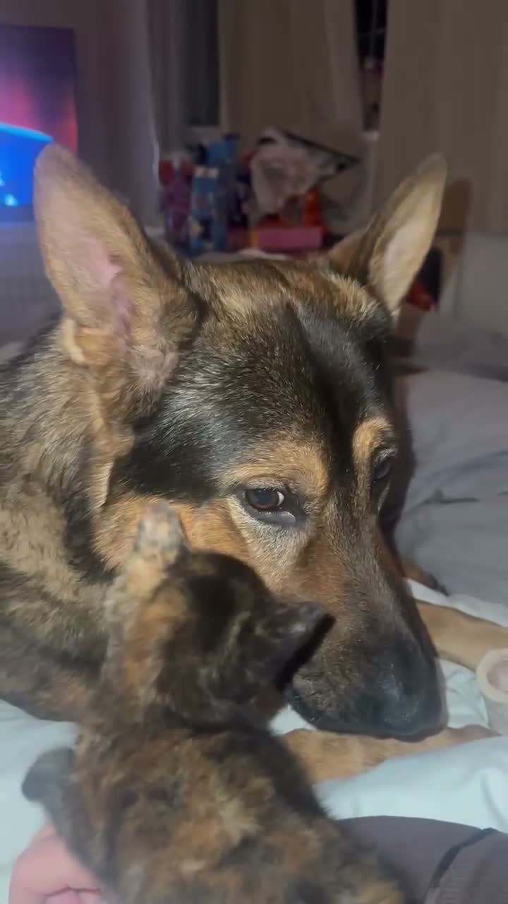 German Shepherd dogs for sale: German Shepard for Rehome in Chelmsford - Video 1