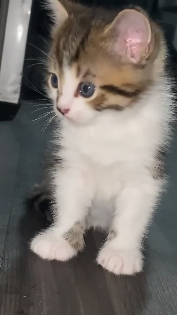 Mixed Breed cats for sale: Gorgeous Male Tabby Kitten – Maine Coon Ancestry  - Video 1