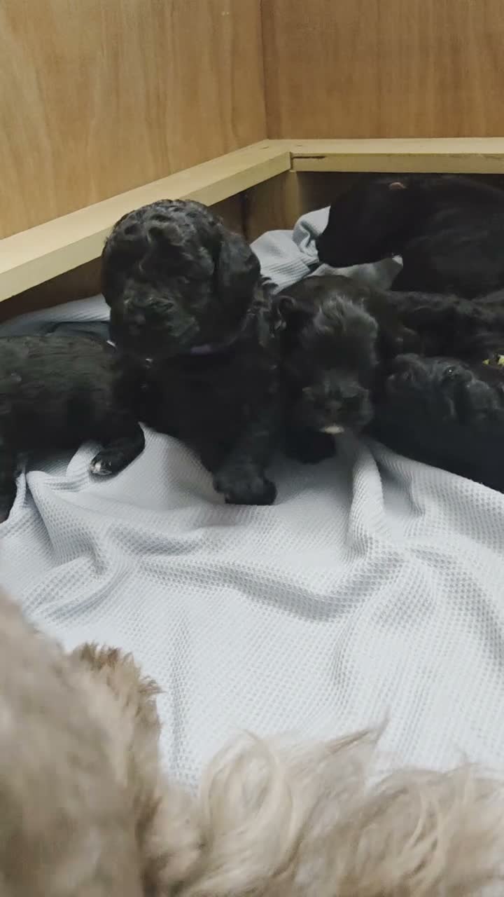 Shihpoo dogs for sale: F1b shihpoo puppies 1 girl left - Video 1