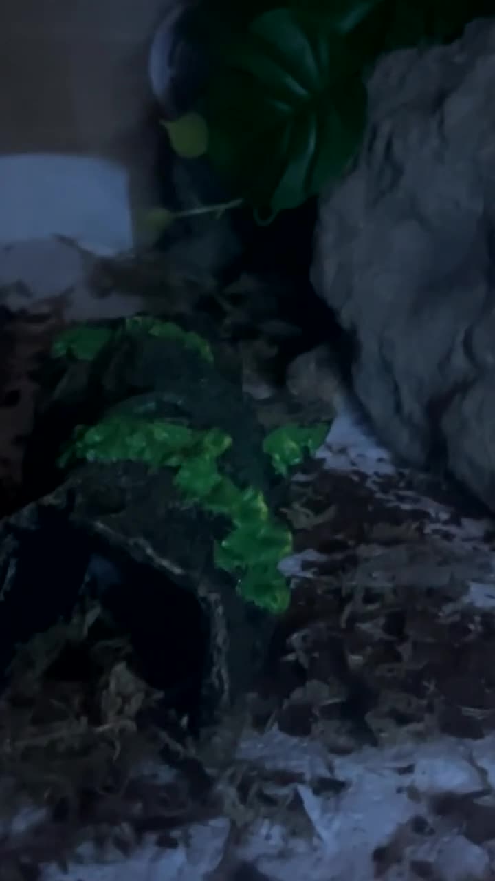 Leopard Gecko reptiles for sale: Tangerine albino leopard gecko  in Motherwell - Video 4