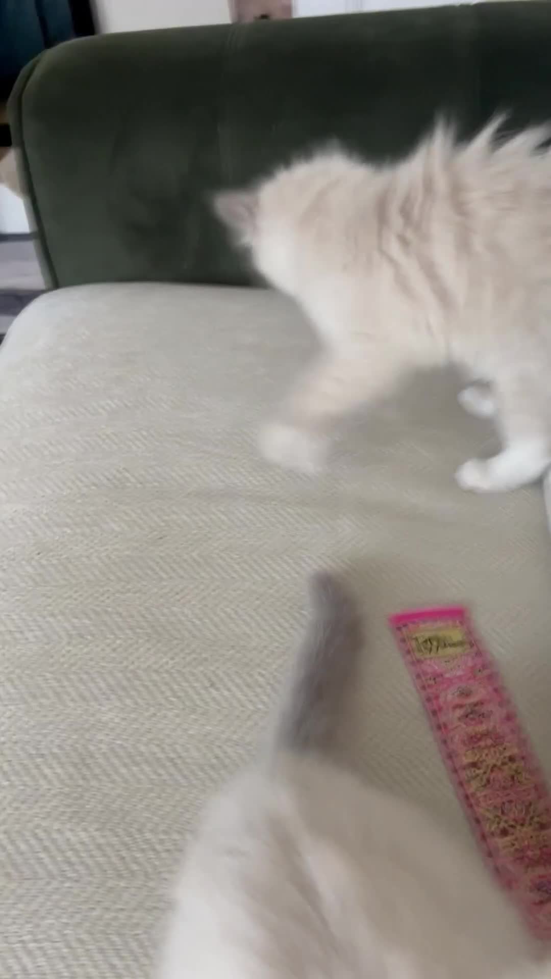Ragdoll cats for sale: Beautiful Ragdoll Pedigree kittens - LAST BOY LEFT - Video 2