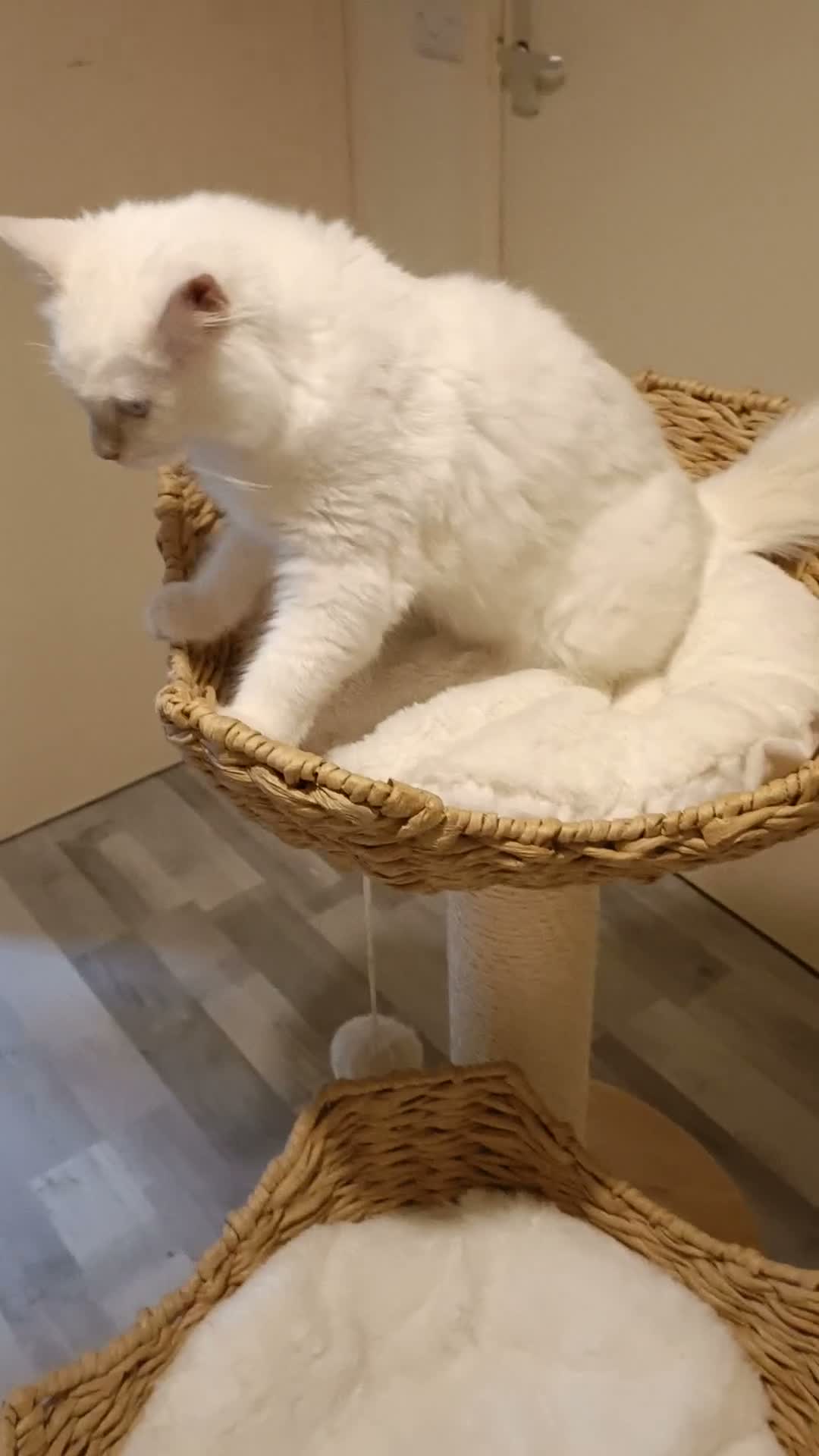 Ragdoll cats for sale:  Active fawn point boy available  - Video 1
