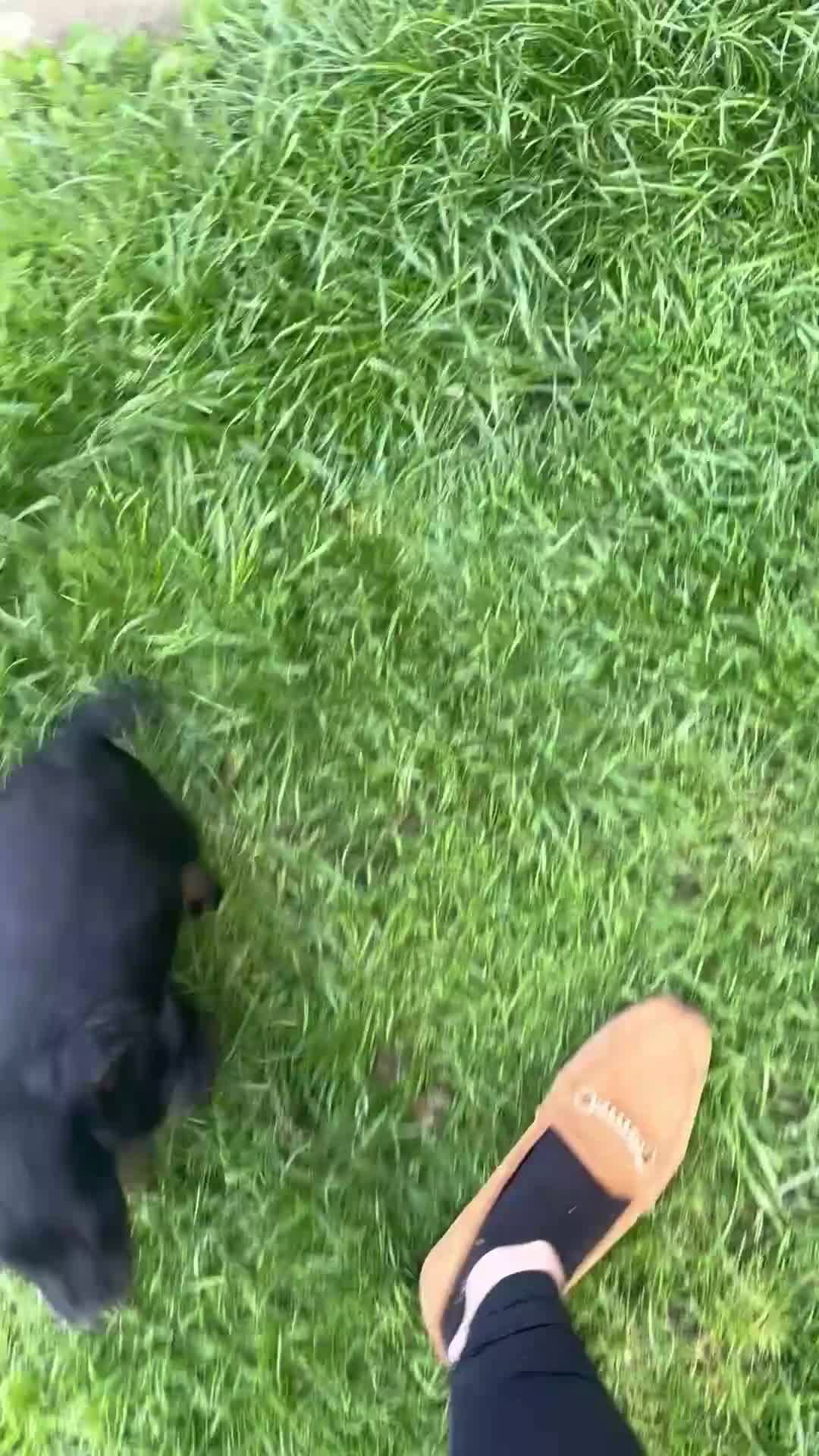 Cocker Spaniel dogs for sale: Black & Tan Girl left. 10 Weeks Old - Video 1