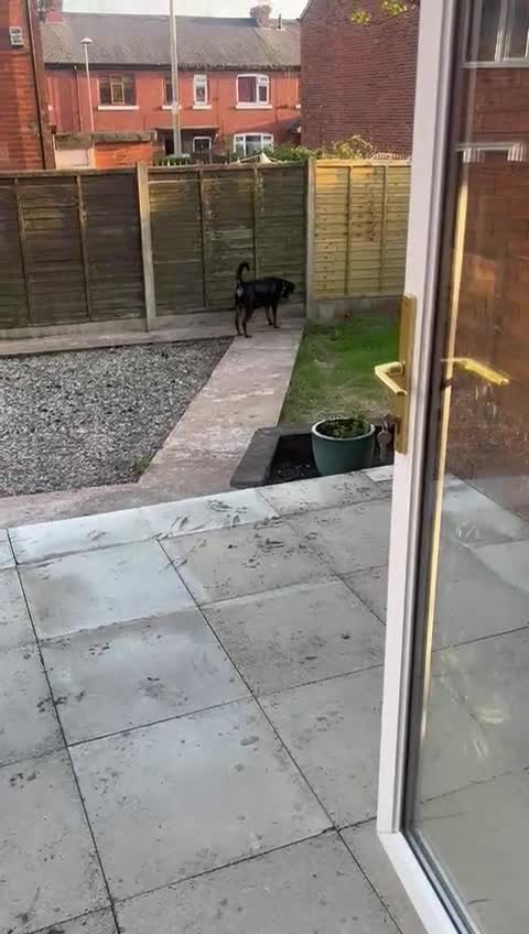 Rottweiler dogs for sale: This is my 1 year old rottwelier - Video 1