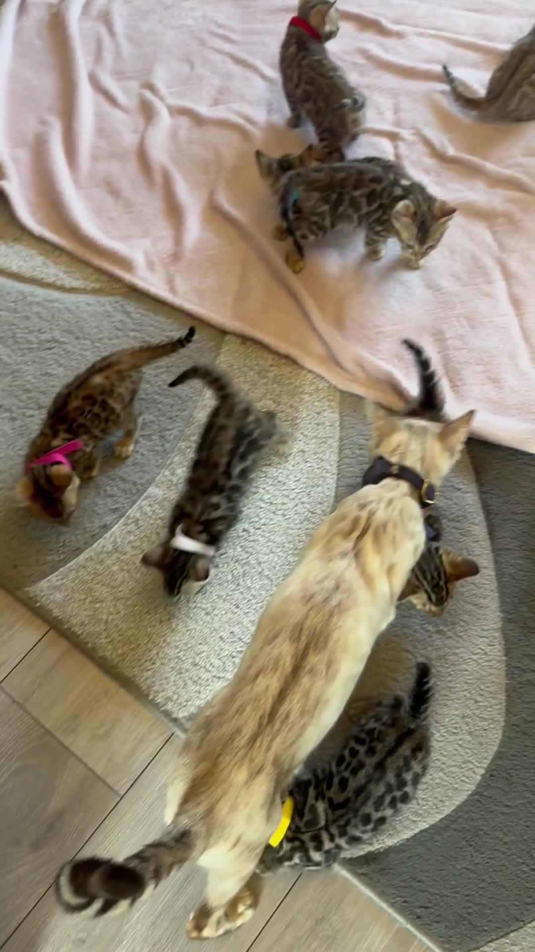 Bengal cats for sale: 🐆✨Outstanding TICA Registered Bengal cubs  ✨🐆 - Video 2
