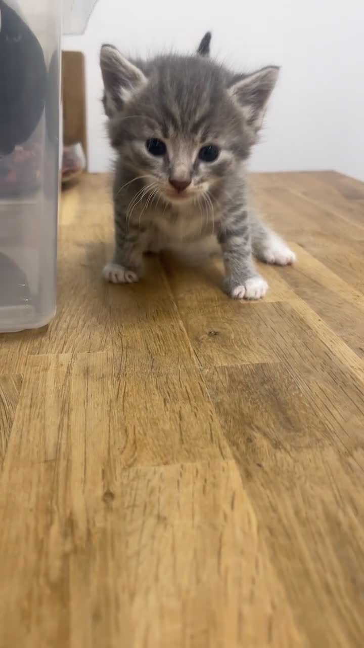 American Shorthair cats for sale: 5 BEAUTIFUL GREY KITTENS - Video 2