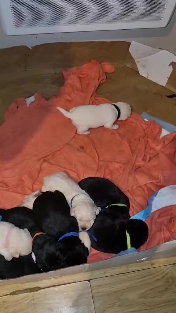 Labrador Retriever dogs for sale: Beautiful Golden and Black Labs - Video 1