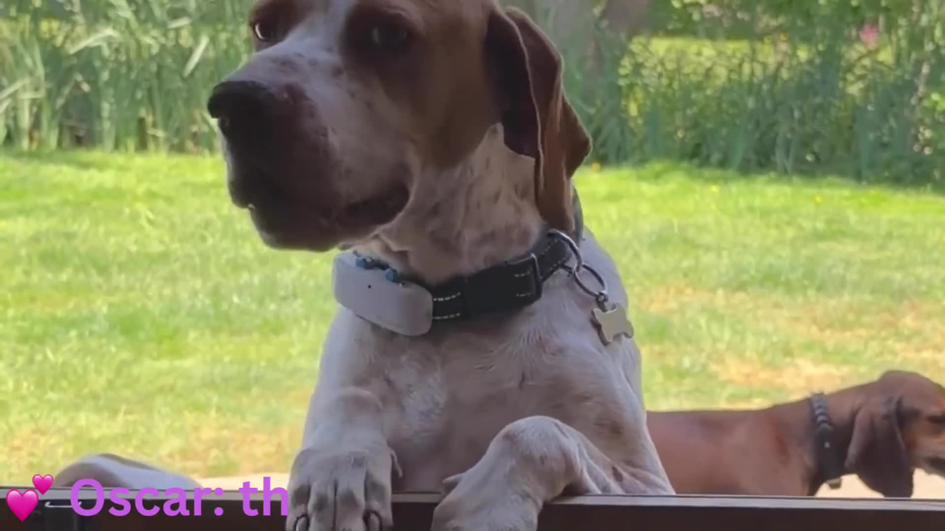 Mixed Breed dogs for adoption: Oscar: A Gentle Young Boy with the Wagging Tail ❤️ in Maidstone - Video 1