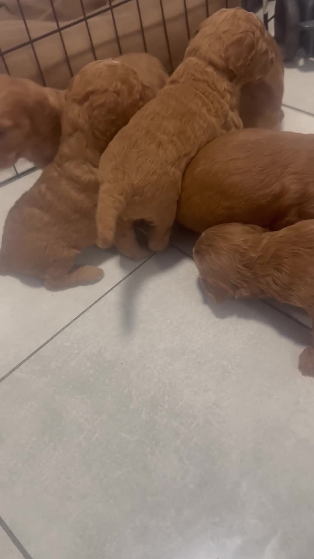 Cockapoo dogs for sale: Adorable F1B puppies born weekly pictures progress - Video 1