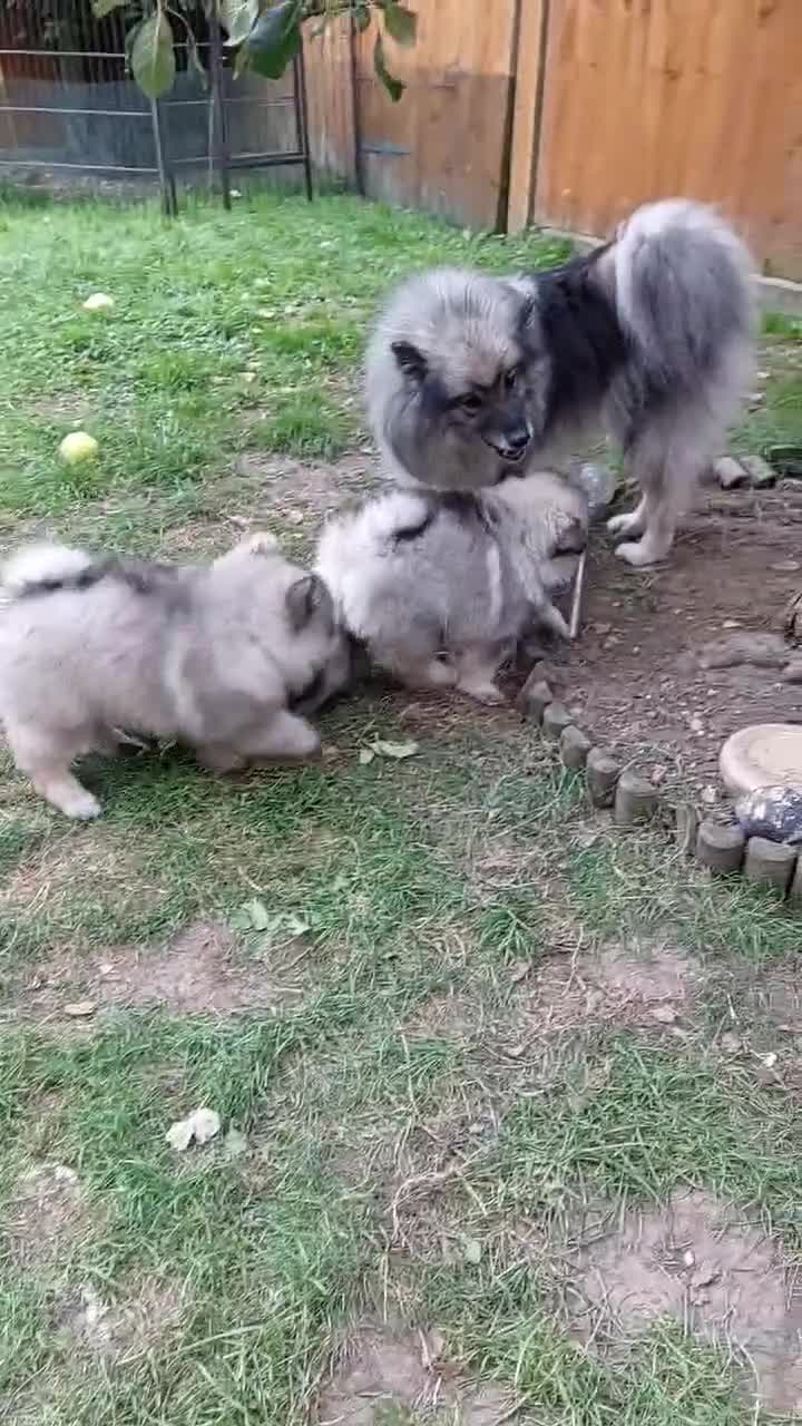 Keeshond dogs for sale: Stunning male Keeshond Puppy ready to go - Video 1
