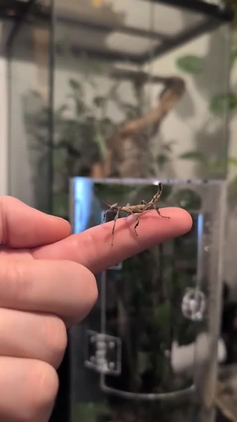 Stick Insects invertebrates for sale: Baby Macleay's Spectre Stick Insects - Video 2