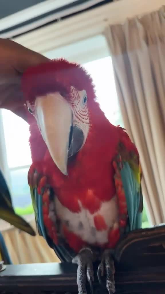 Macaws birds for sale: TAME & TALKING GREENWING MACAW - Video 1