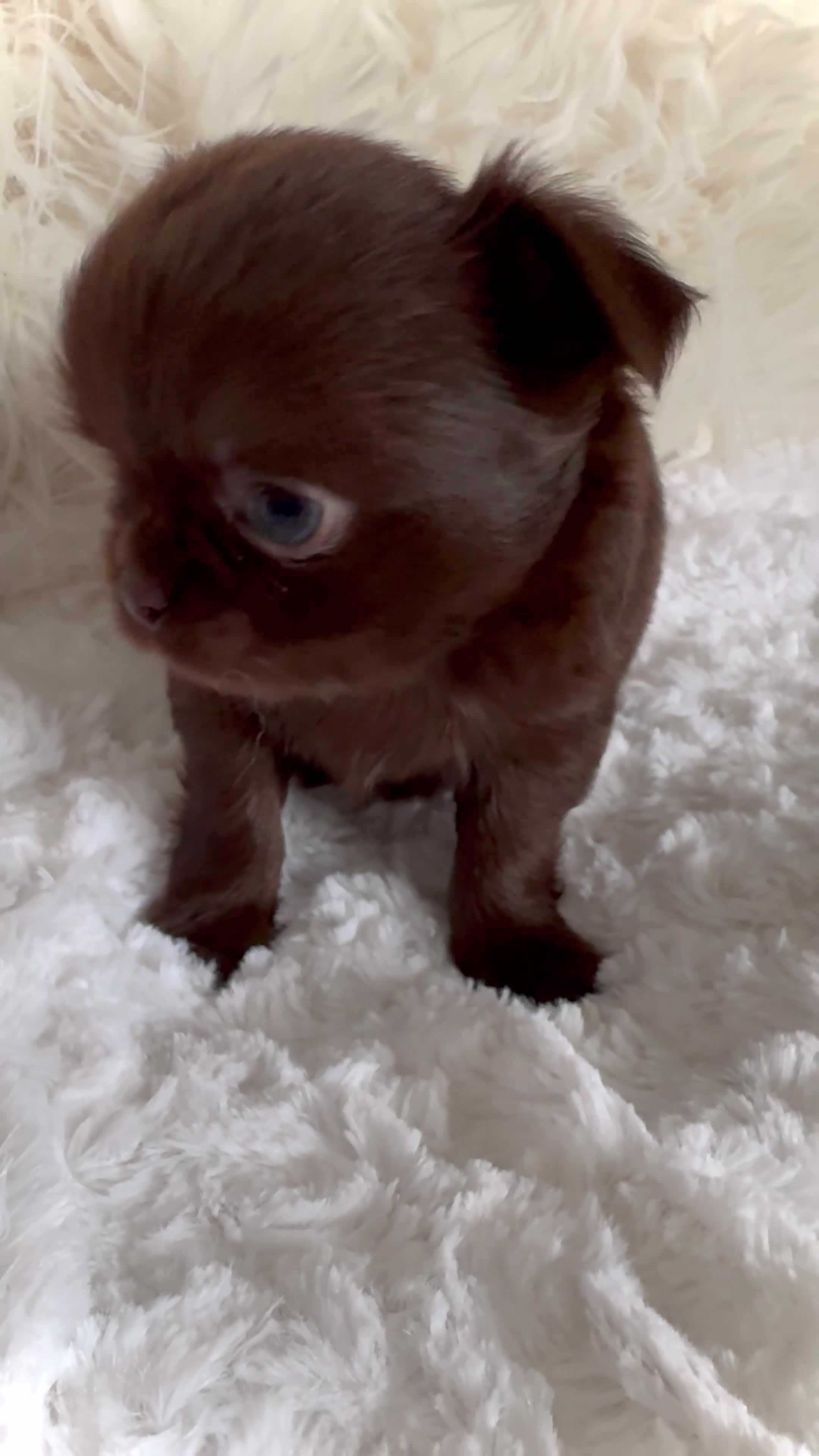 Chihuahua dogs for sale: KC chocolate and lilac long coat quality puppies  - Video 1