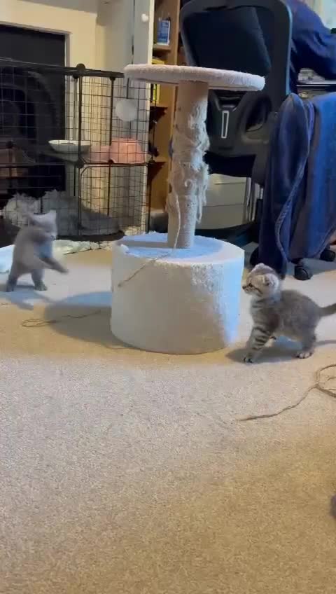 British Shorthair cats for sale: British Shorthair + Scottish Fold looking for home - Video 1