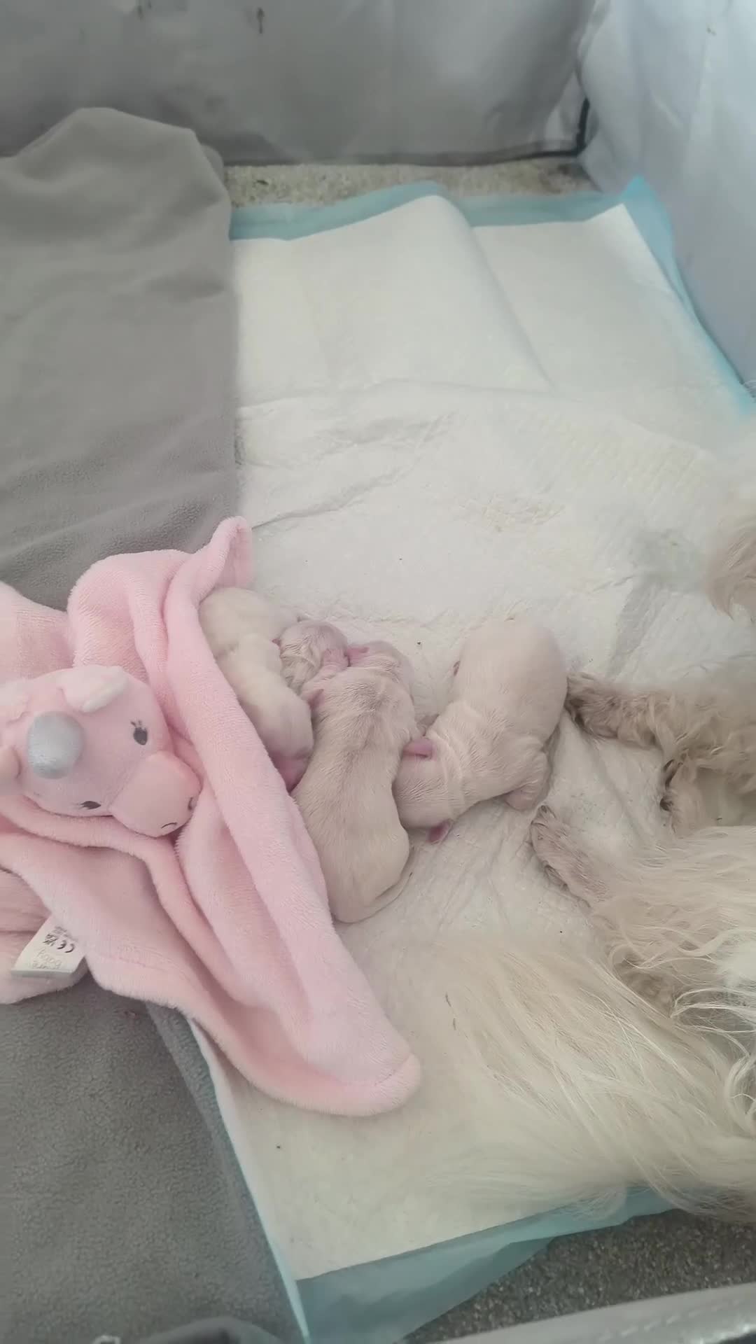 Maltese dogs for sale: 2 female Maltese puppies - Video 2