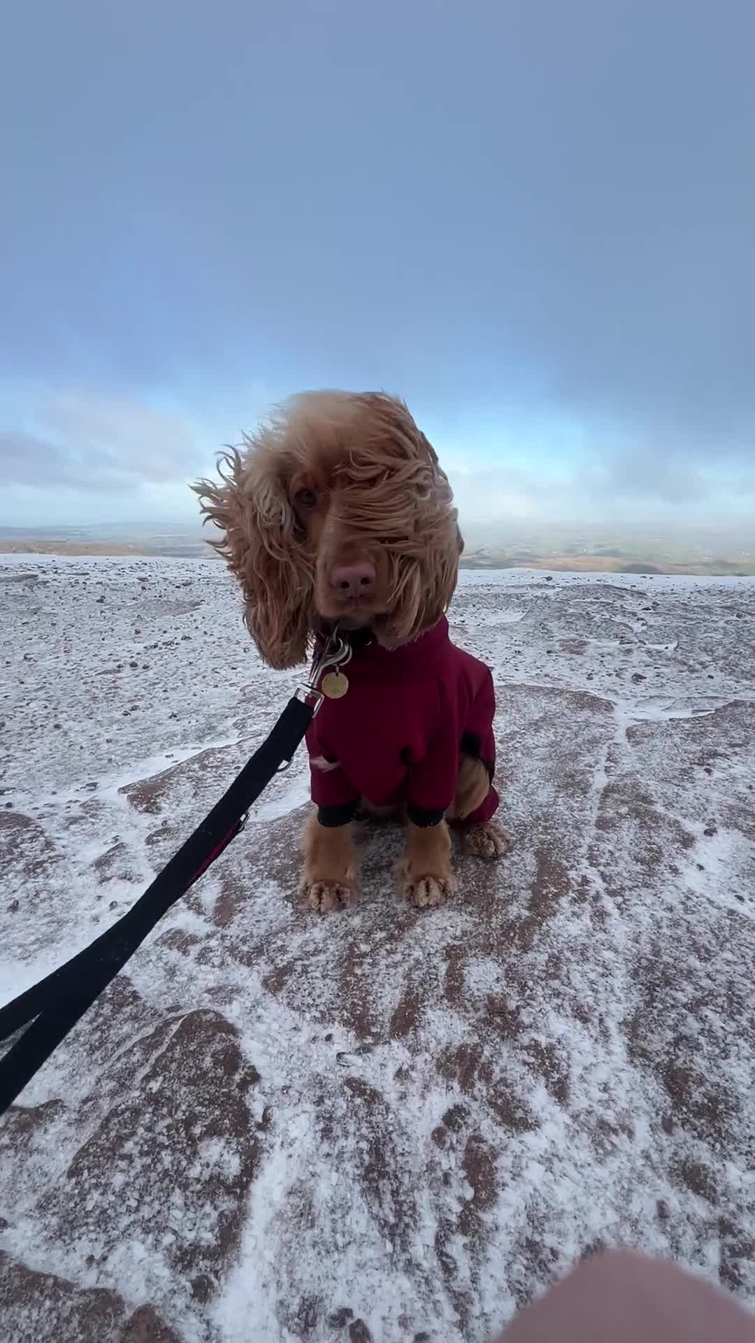 Cocker Spaniel dogs for sale: 21 Month Cocker Spaniel in Fleet - Video 1