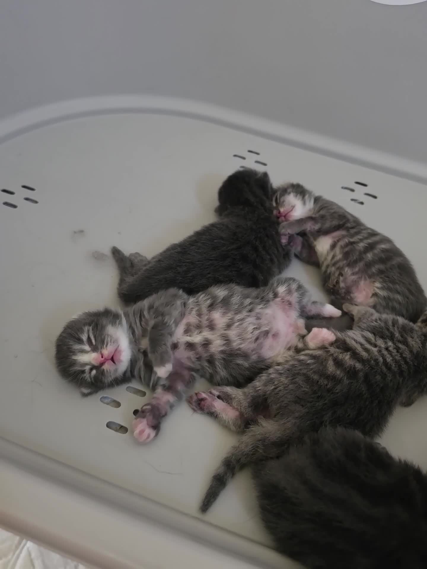 Mixed Breed cats for sale: British mix 5 kittens  in Doncaster - Video 1