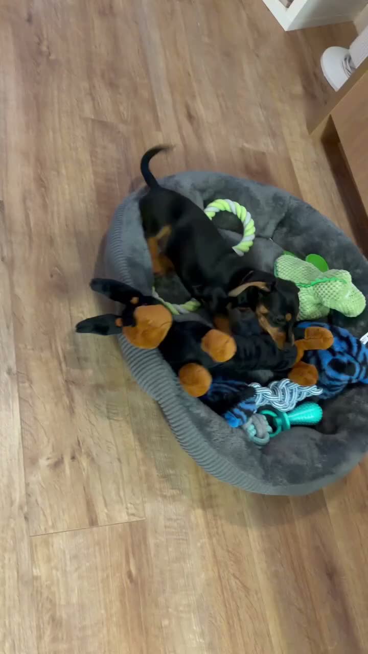 Mixed Breed dogs for sale: Black and tan dashchund in Exeter - Video 1