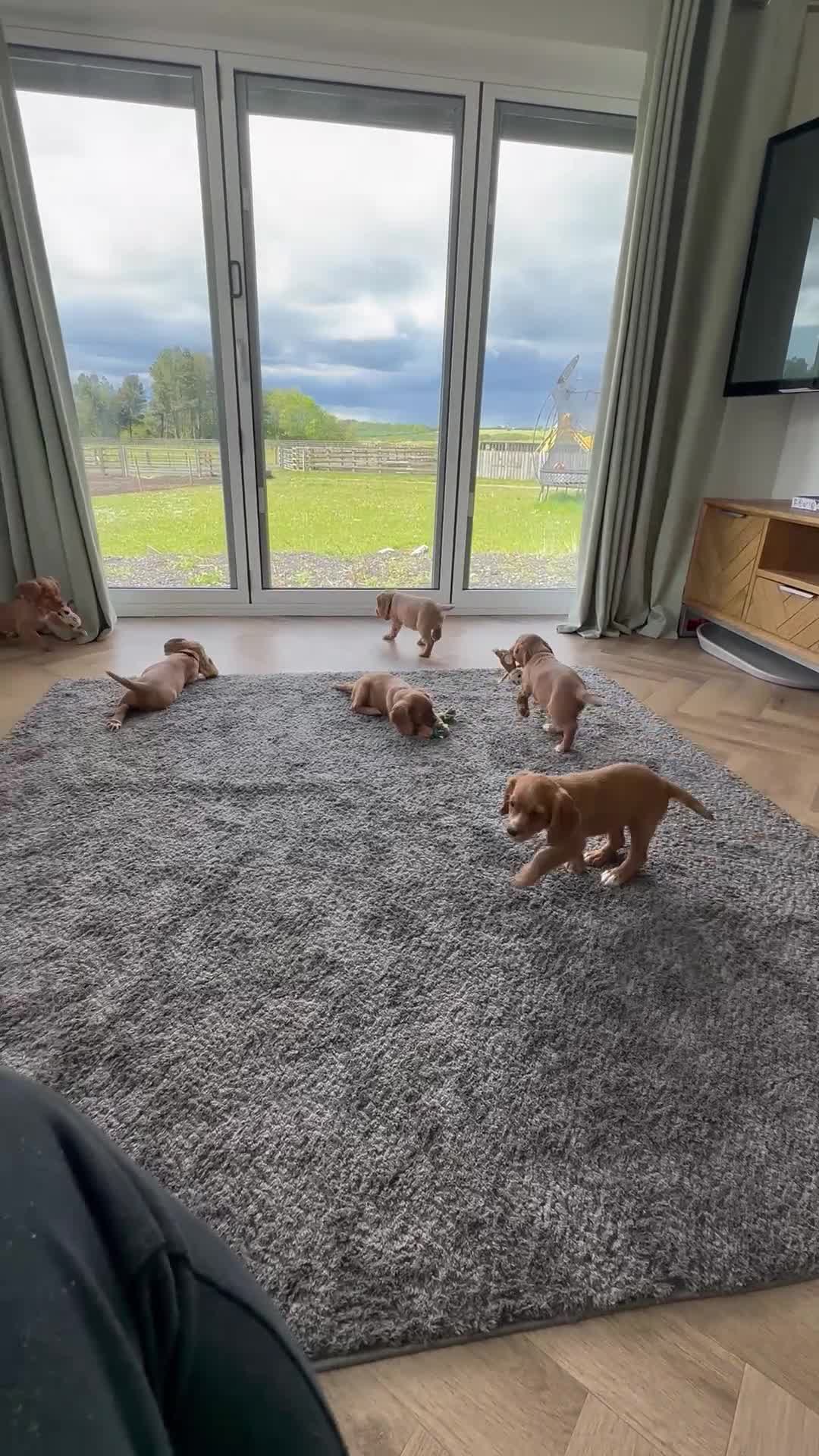 Cocker Spaniel dogs for sale: KC REGISTERED COCKER SPANIEL PUPPIES - Video 2