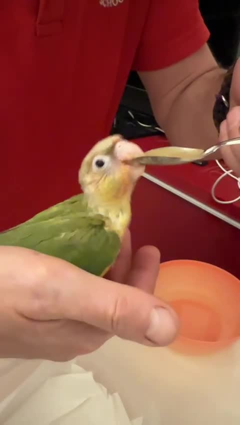 Conures birds for sale: Hand reared baby conures - Video 2