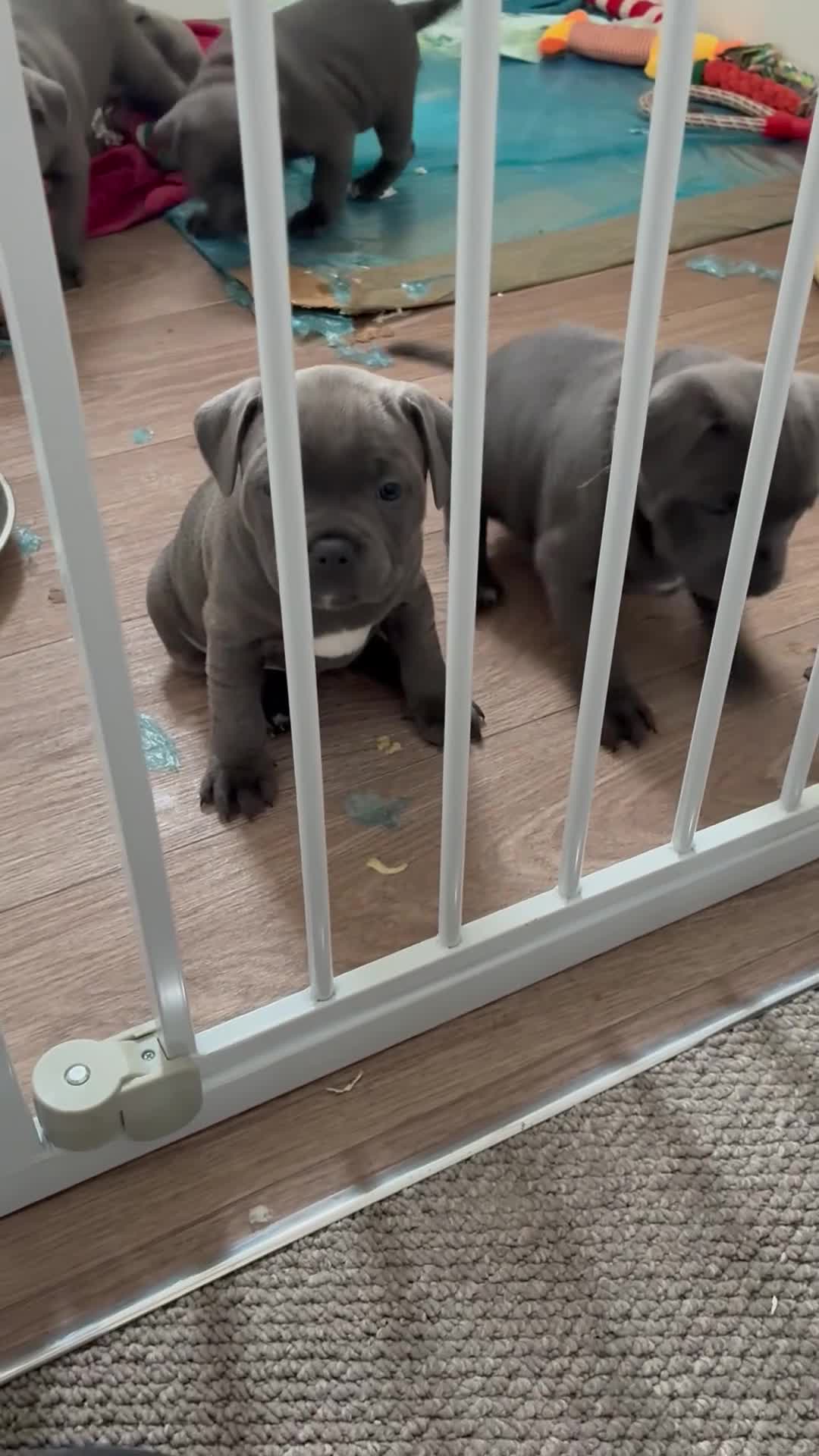 Staffordshire Bull Terrier dogs for sale: Pedigree Blue Staffordshire pups - Video 2