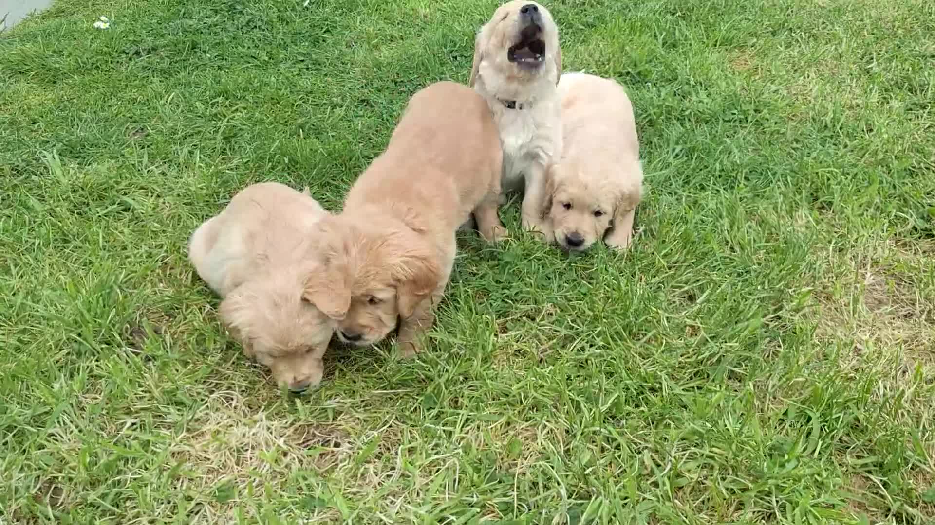 Golden Retriever dogs for sale: Beautiful litter of Golden Retriever puppies 🐶  - Video 5