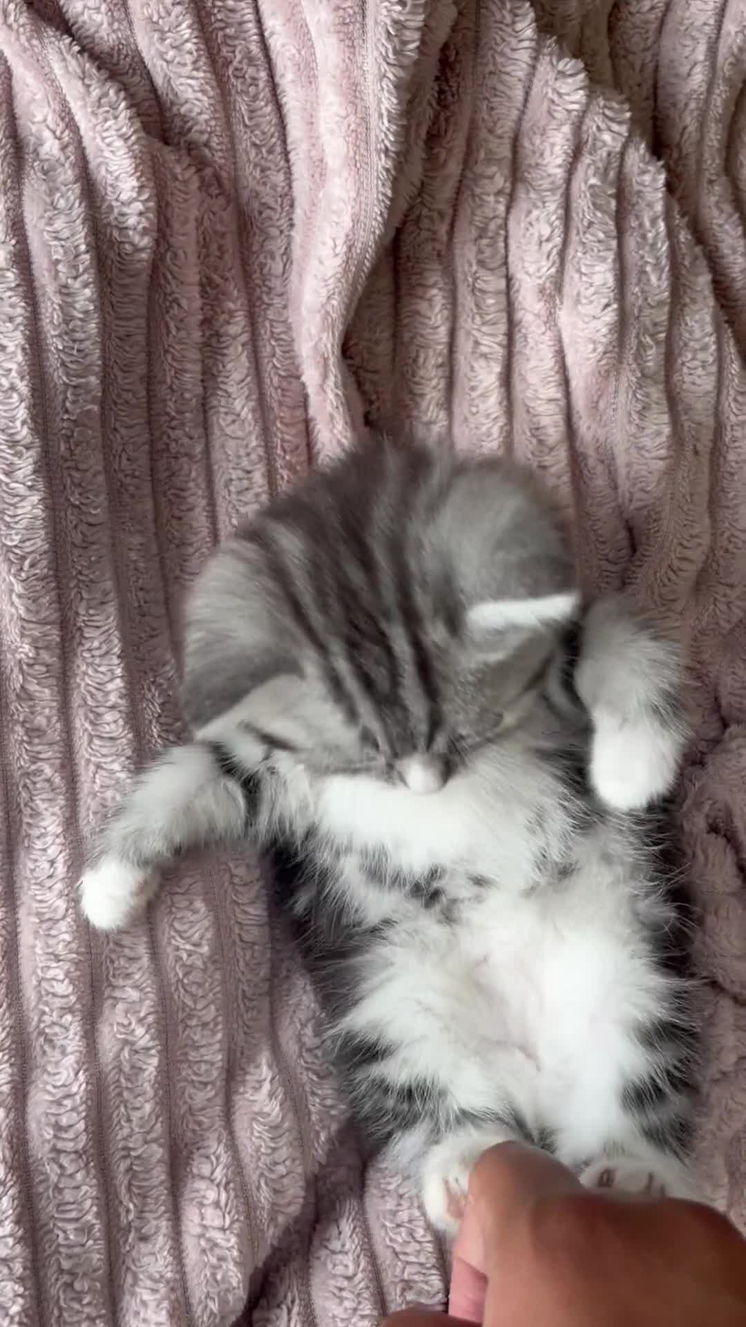 Persian cats for sale: 1 Silver Doll Faced X Persian female kitten - Video 2
