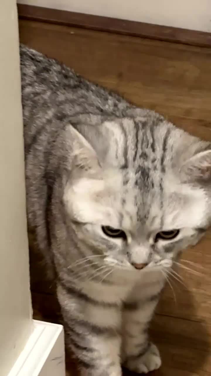 British Shorthair cats for stud: British Shorthair  in Chelmsford - Video 1