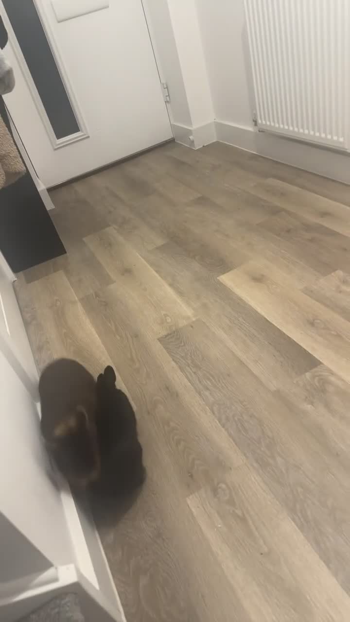 Netherland Dwarf rabbits for sale: Female netherland dwarf  - Video 1