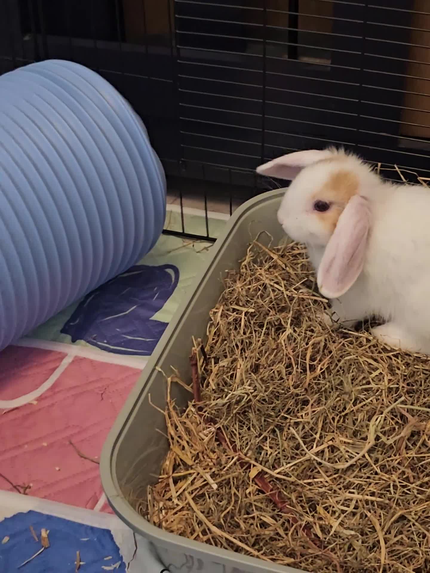 Mixed Breed rabbits for sale: 8 babies bunnies - Video 4