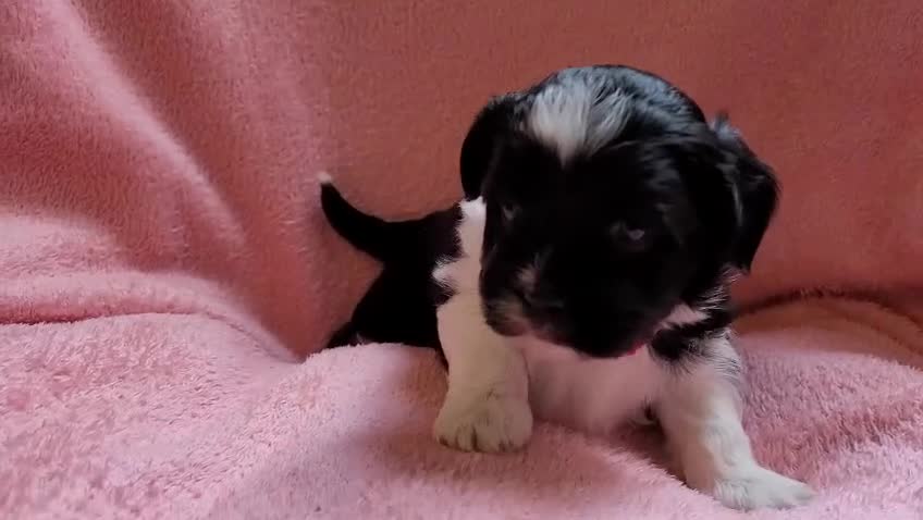 Lhasa Apso dogs for sale: Lhasa Apso — Ready to go! Beautiful Babies. - Video 3