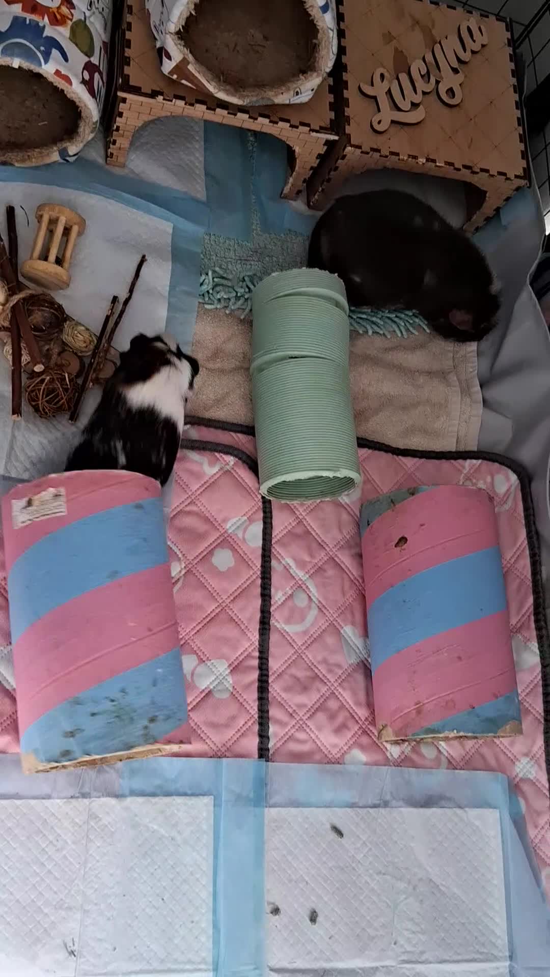 Guinea Pig rodents for sale: 2 Guinea pigs with cage  - Video 1