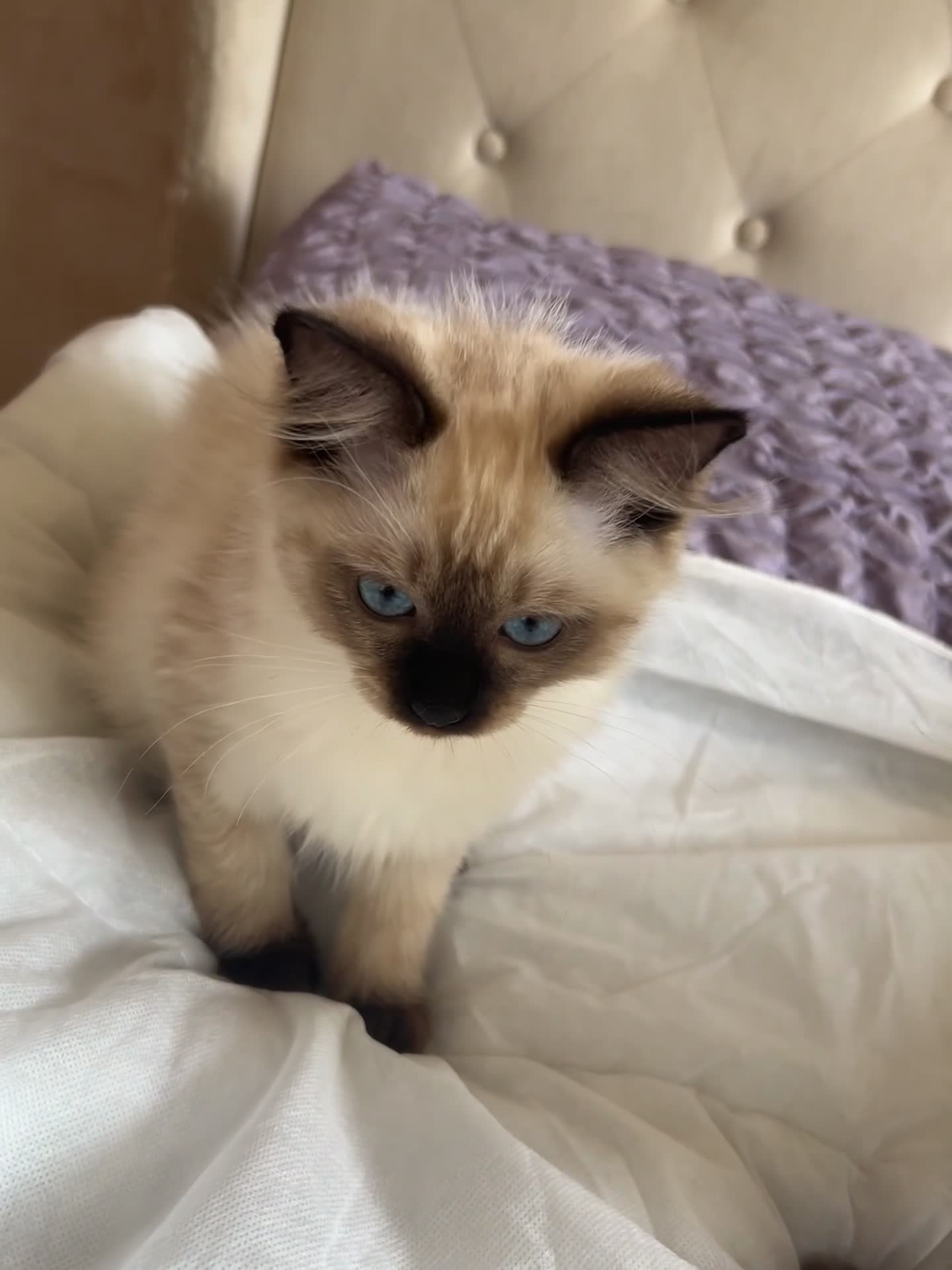 Ragdoll cats for sale: 😸🐾Pure Ragdoll kitties😸🐾 2 male & 1 female🐾😸 - Video 3