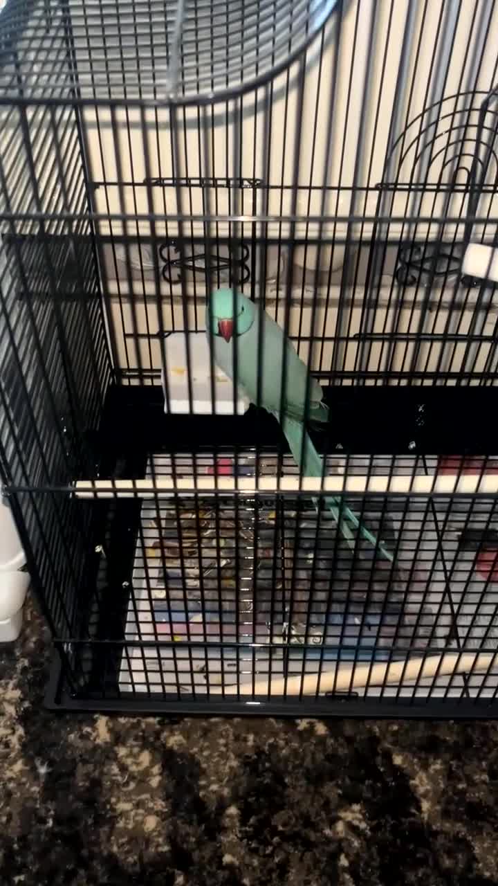 Ringnecks birds for sale: RARE BLUE INDIAN RINGNECK in Birmingham - Video 2
