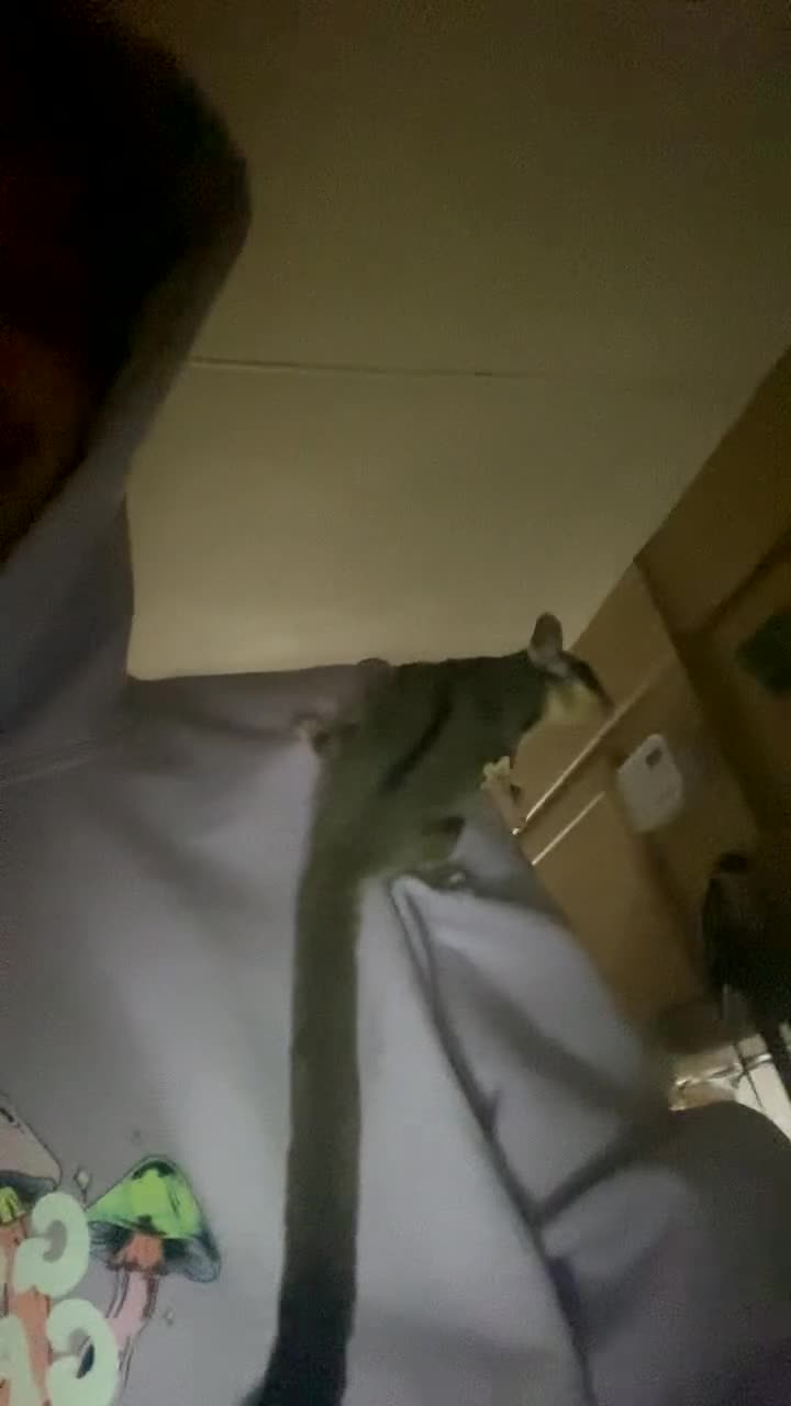 Sugar Glider rodents for sale: 2x male sugar gliders & full set up  in Dukinfield - Video 1
