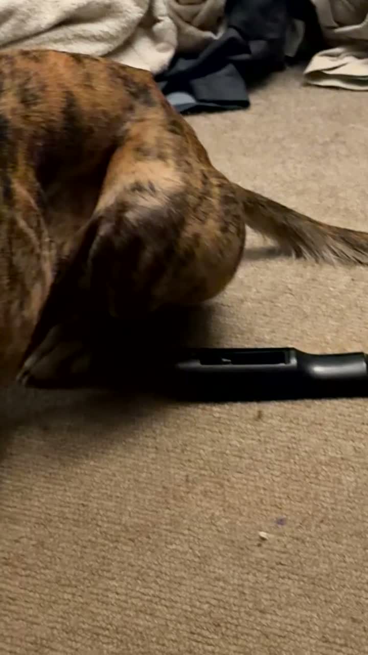 Lurcher dogs for sale: Zoey lurcher  in Hereford - Video 1