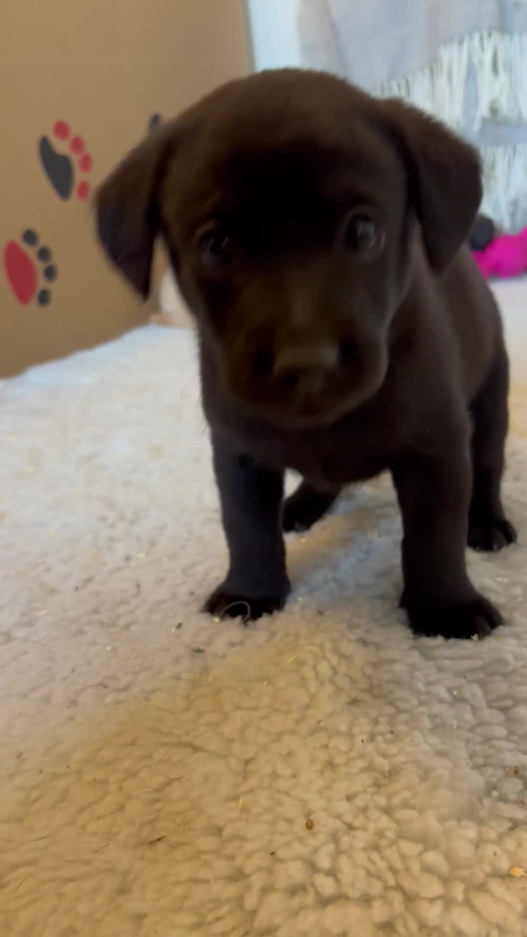 Labrador Retriever dogs for sale: 🐾 Labrador Retriever Puppies for Sale 🐾 - Video 1