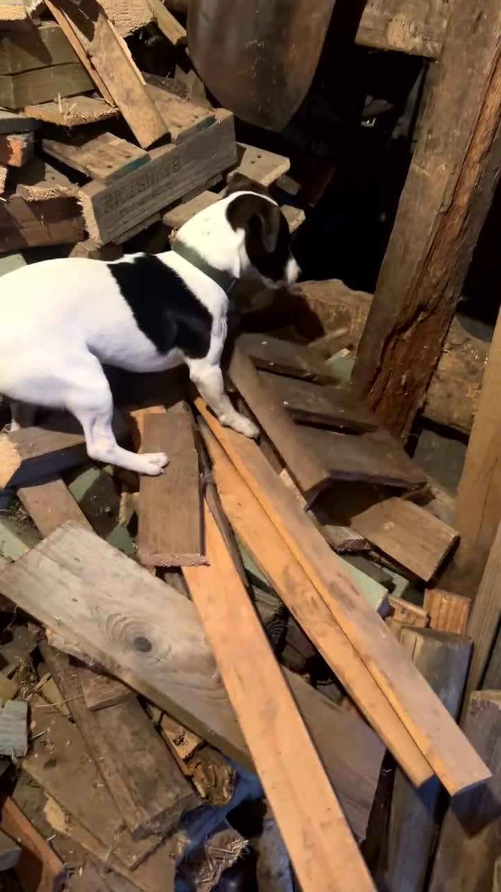 Jack Russell dogs for sale: Max intact male - Video 1