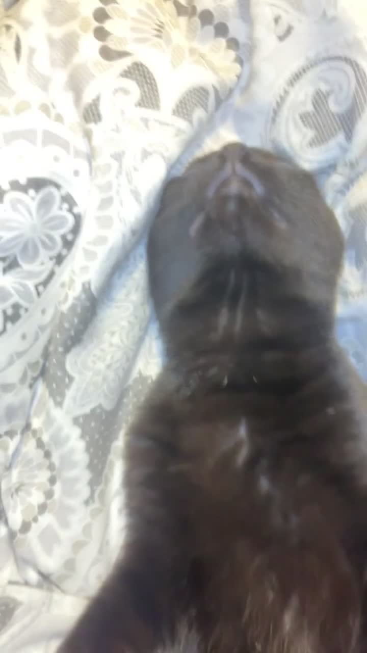 Mixed Breed cats for sale: Mr will in Stoke-on-Trent - Video 1