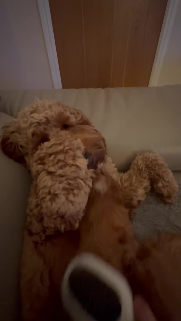 Cockapoo dogs for stud: Proven F1 Cockapoo - Fully Health Checked  in Swansea - Video 1