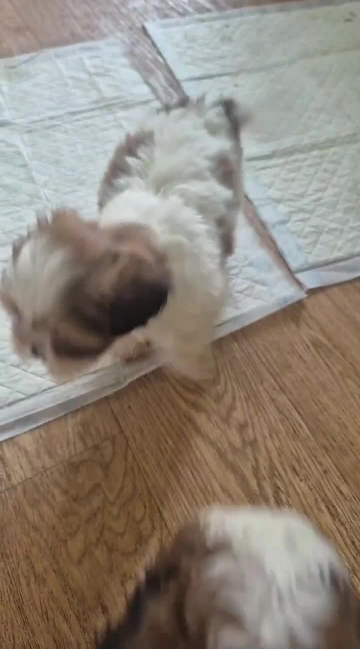 Mixed Breed dogs for sale: Puppy in Perth - Video 1