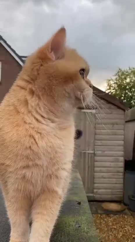 British Shorthair cats for sale: Adorable British Shorthair girl  - Video 1