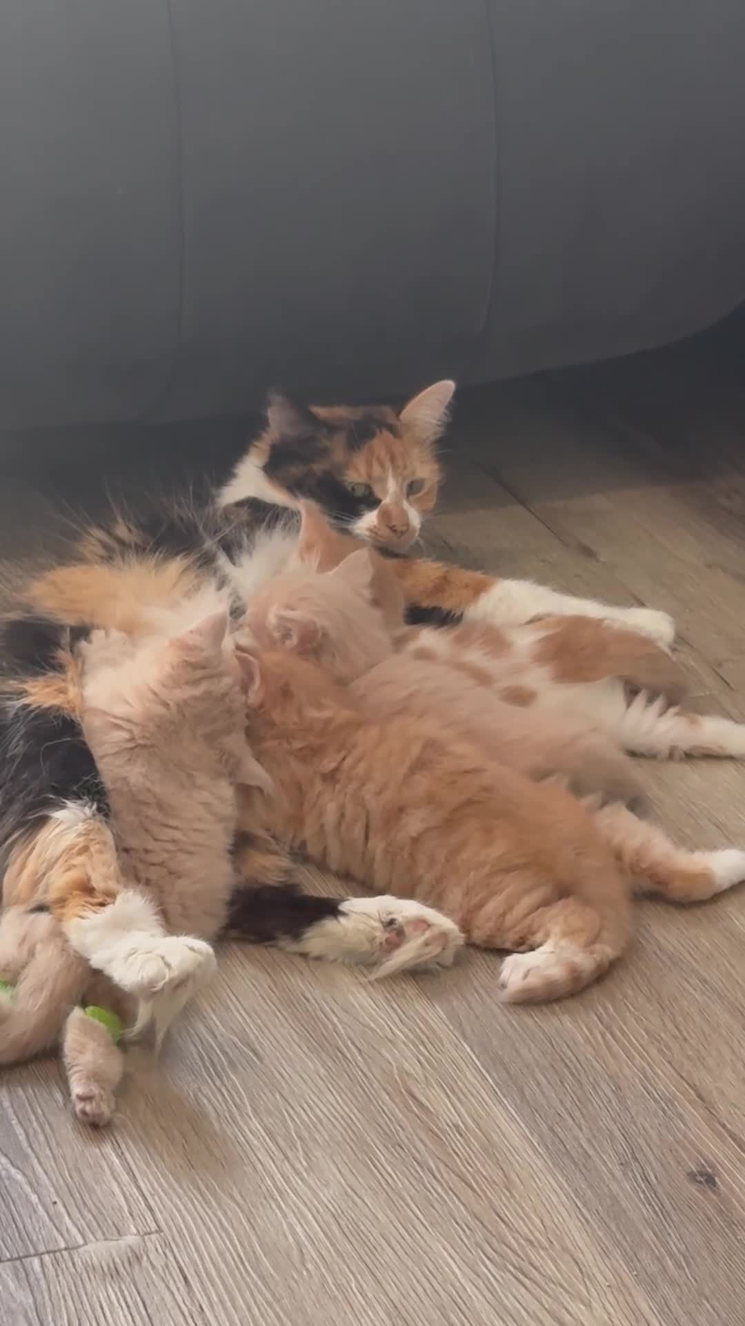 Maine Coon cats for sale: Half Maine Coon Kittens  - Video 1