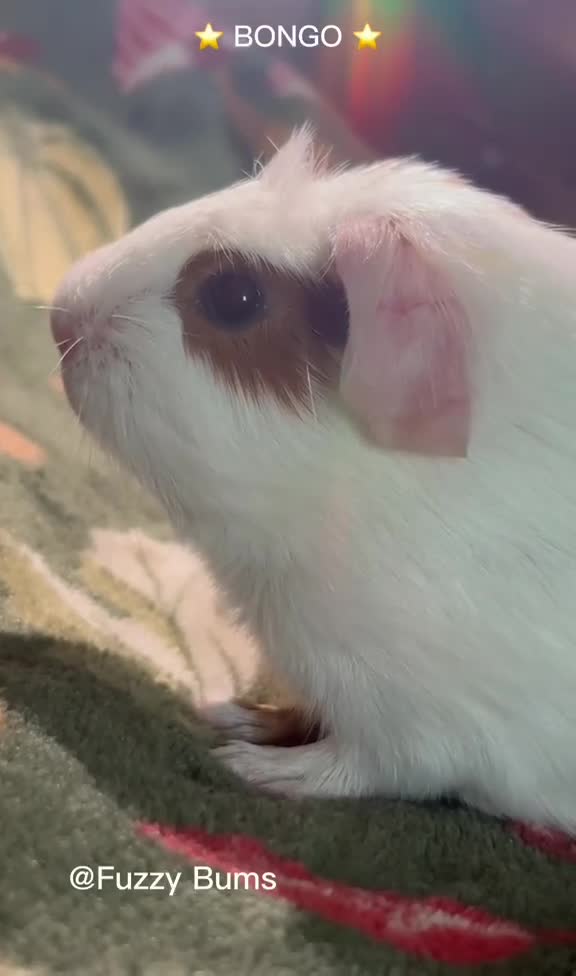 Guinea Pig rodents for sale: Adorable guineas ready 3rd July - sows&boars - Video 3