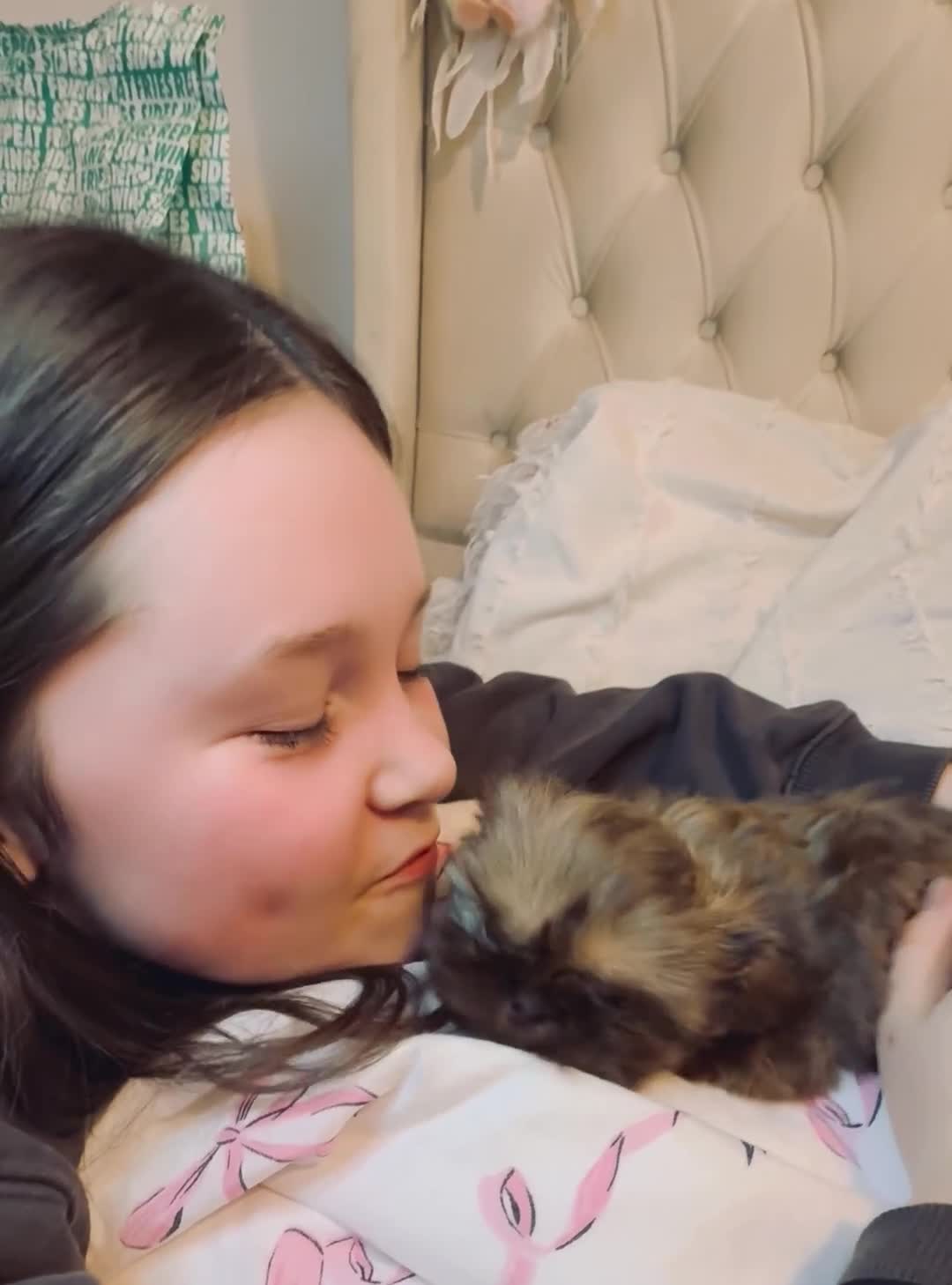 Shih Tzu dogs for sale: Imperial Shih Tzu  - Video 1