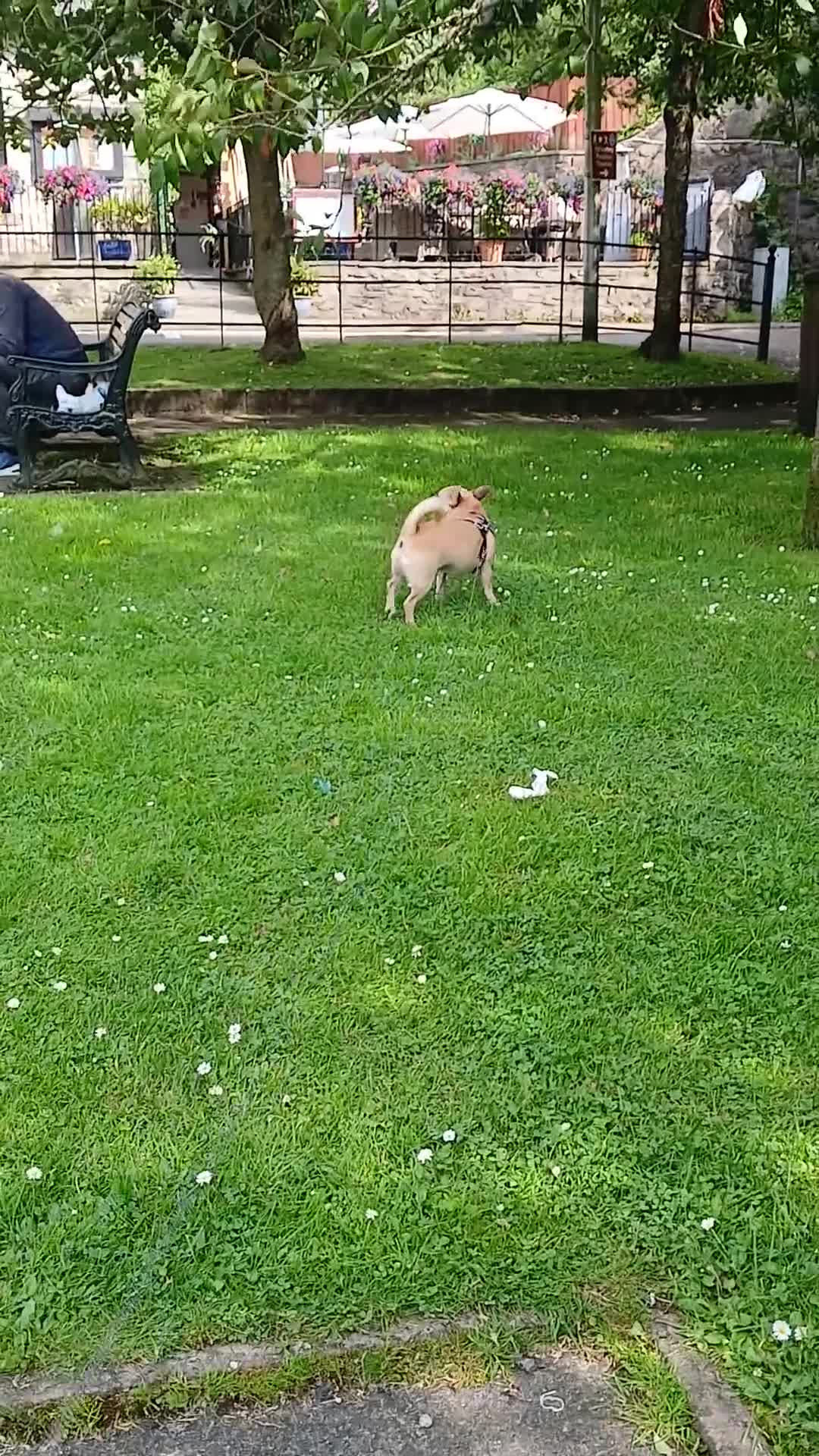 Chihuahua dogs for sale: 3 year old male chihuahua  in Pitlochry - Video 1