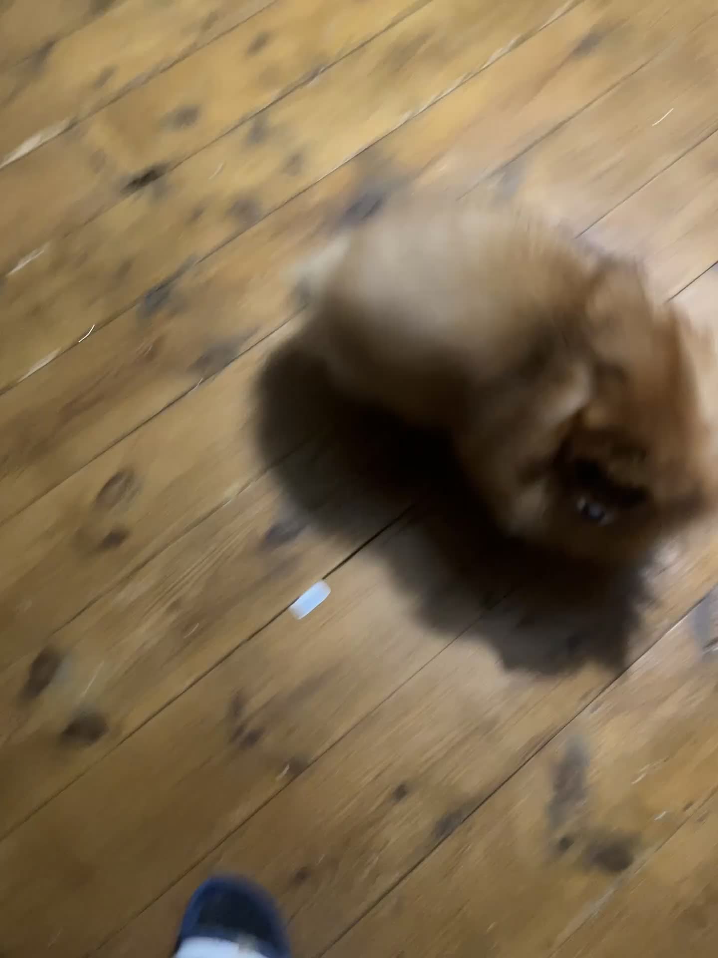 Pomeranian dogs for sale: Sweet Pomeranian Girl  - Video 1
