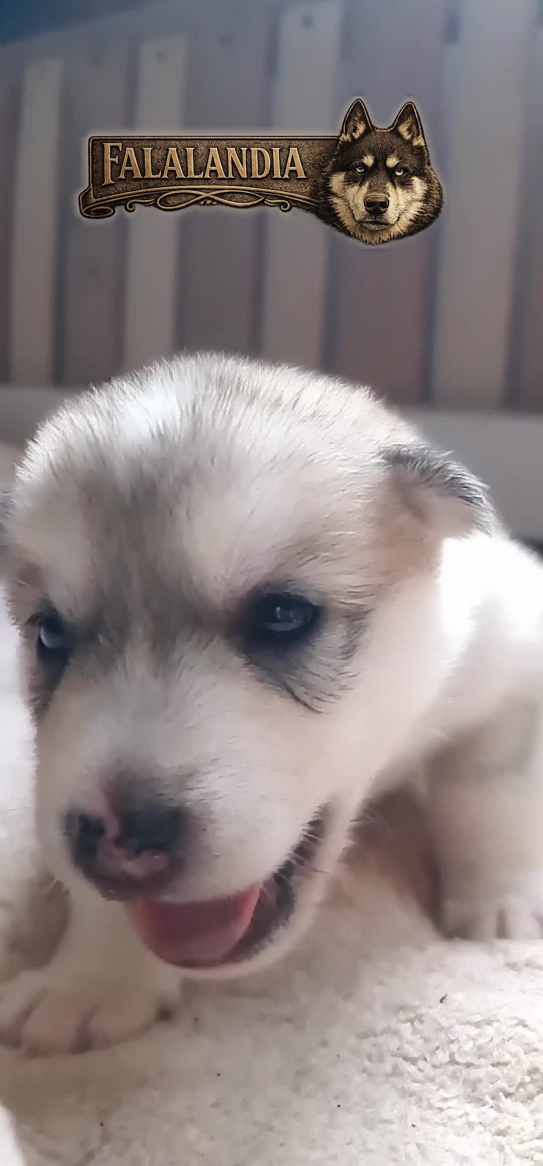 Siberian Husky dogs for sale: Well Socialised Home Raised Husky Puppies in Lincoln - Video 1