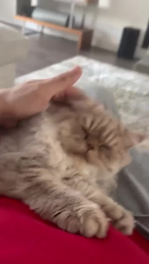 British Longhair cats for sale: 2 x British longhair brothers for sale together  - Video 1