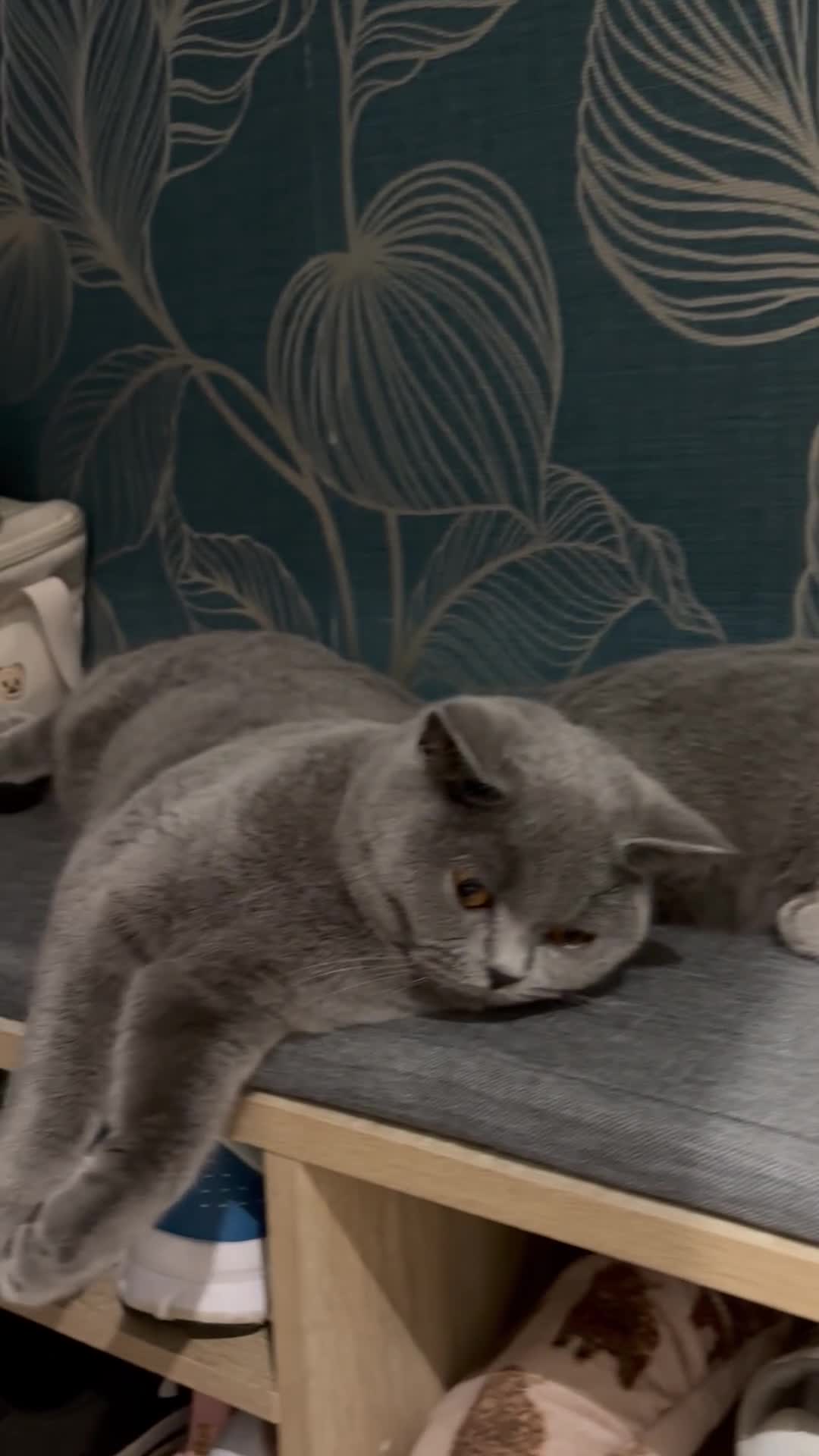 British Shorthair cats for sale: Gorgeous British shorthairs for sale  - Video 2